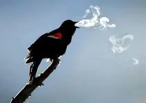 birdbreathe.webp