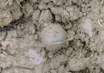 camp mckinley finds 001.webp