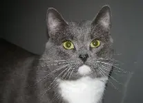 mittensA.webp