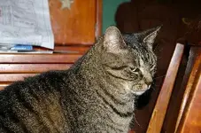 tiggerA.webp