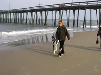 Great Dane.webp
