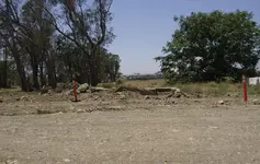 Dog Licence Hunt Site.webp