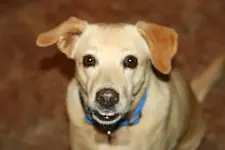 Daisy.webp