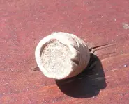 miniballs.jpg 003.webp