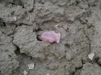 Picture%20094.webp
