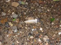 blade 622013 in small.webp