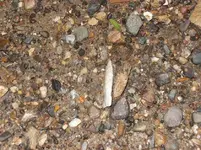 blade2 622013 in small.webp