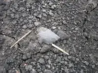 Picture%201989.webp