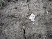 Picture%202013.webp