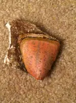 Tooth 1.webp