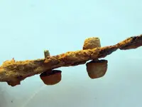 DSCN0533.webp