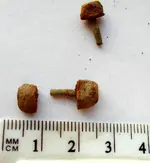 DSCN0543.webp