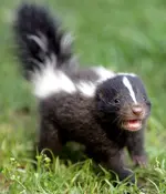 cute-animals-baby-skunk[1].webp