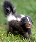 cute-animals-baby-skunk[1].jpg