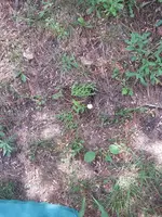 Coin Ground.webp