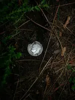 Dime Close Ground.webp