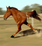 quarter-horse.gif