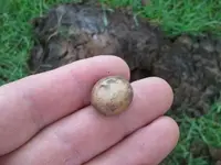 2013-06-10 musket ball.webp