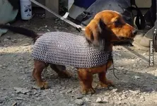 Dog-Lancelot.webp