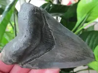 megalodon tooth3.webp
