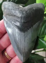 megalodon tooth1.webp