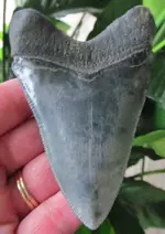 megalodon tooth2.webp
