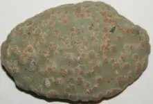 wika zielnka 038.webp