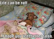 doggie resting.webp