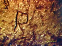Closeup 1.webp