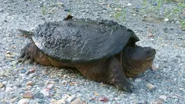 Snapping Turtle.webp