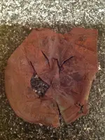 image-2118115563.webp