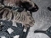 y six toes cat.webp y six toes cat.webp