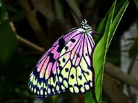 Y butterfly.webp