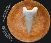 otodusonvertebra.webp