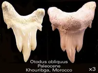 otodustrident.webp