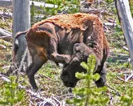 6 06-1 Yellowstone 103-1.webp 6 06-1 Yellowstone 103-1.webp