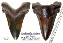 carcharoclessokolowi.webp