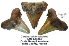 carcharodonsokolowitrio.webp