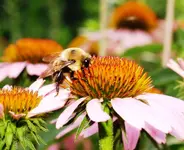 vacation 2013 052 a bee.webp