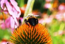 vacation 2013 049 a bee.webp