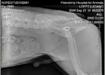 dog swallowed wedding band.webp