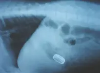 dog swallowed ring.webp