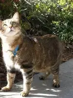 cat on leash.webp