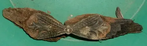 DSCF0032.webp