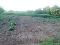 pupkin patch where plow collars and nut were located.webp