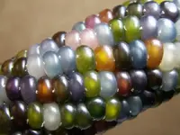 glass+gem+corn.webp