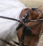 horsegear_gag-loop-harness_swivel_ON-HORSE_TN_postedbyGtoast.webp