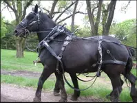 hook and gag.webp