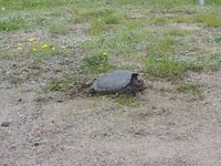 20130617_Turtle.webp