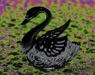 swan  700 2.webp